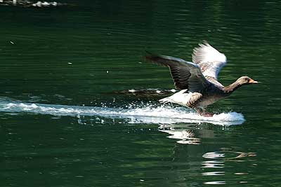 Aachener Zoo Aachener-Zoo-Gans-003